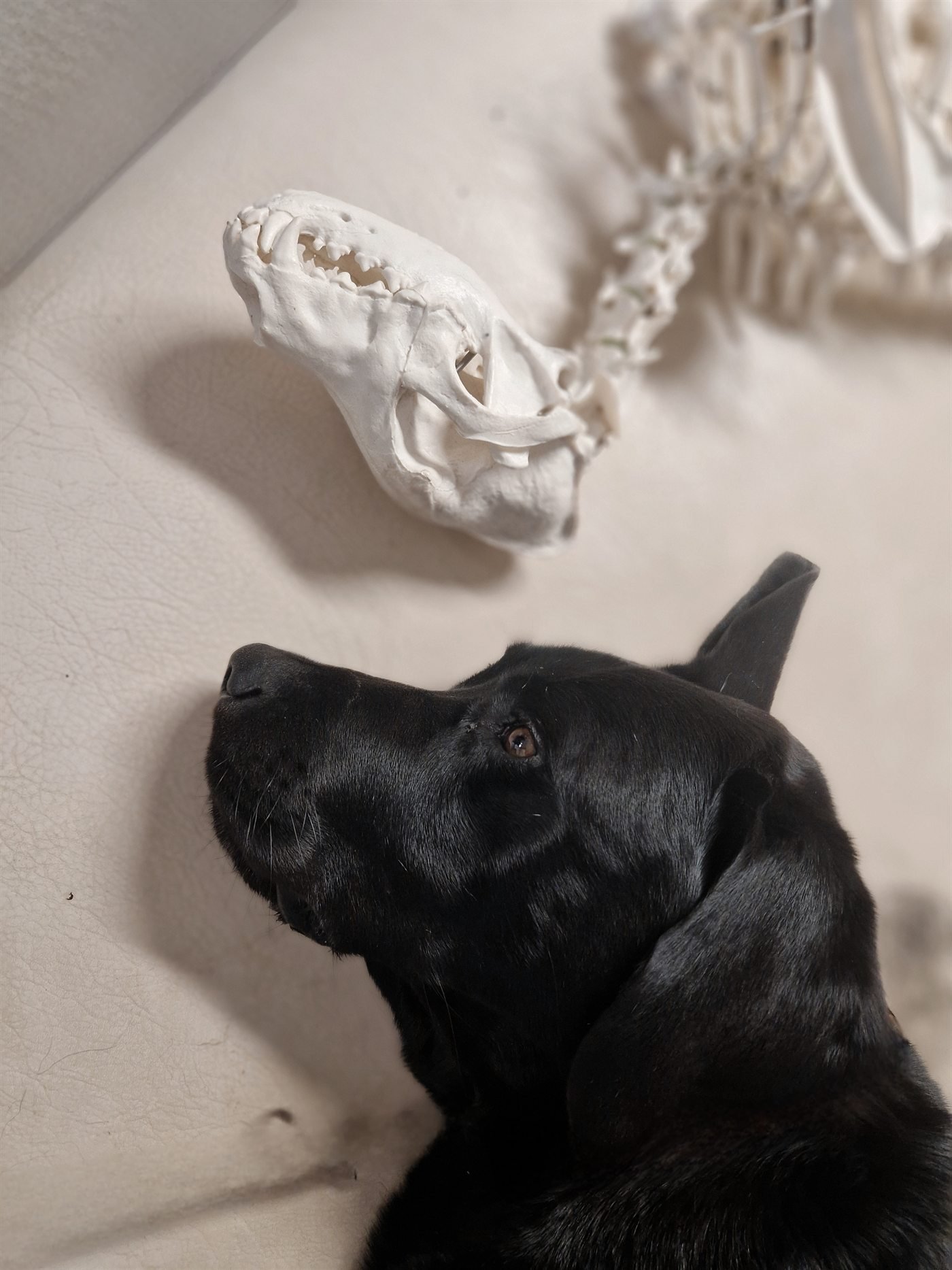 Hund blickt aufmerksam auf ein anatomisches Skelettmodell