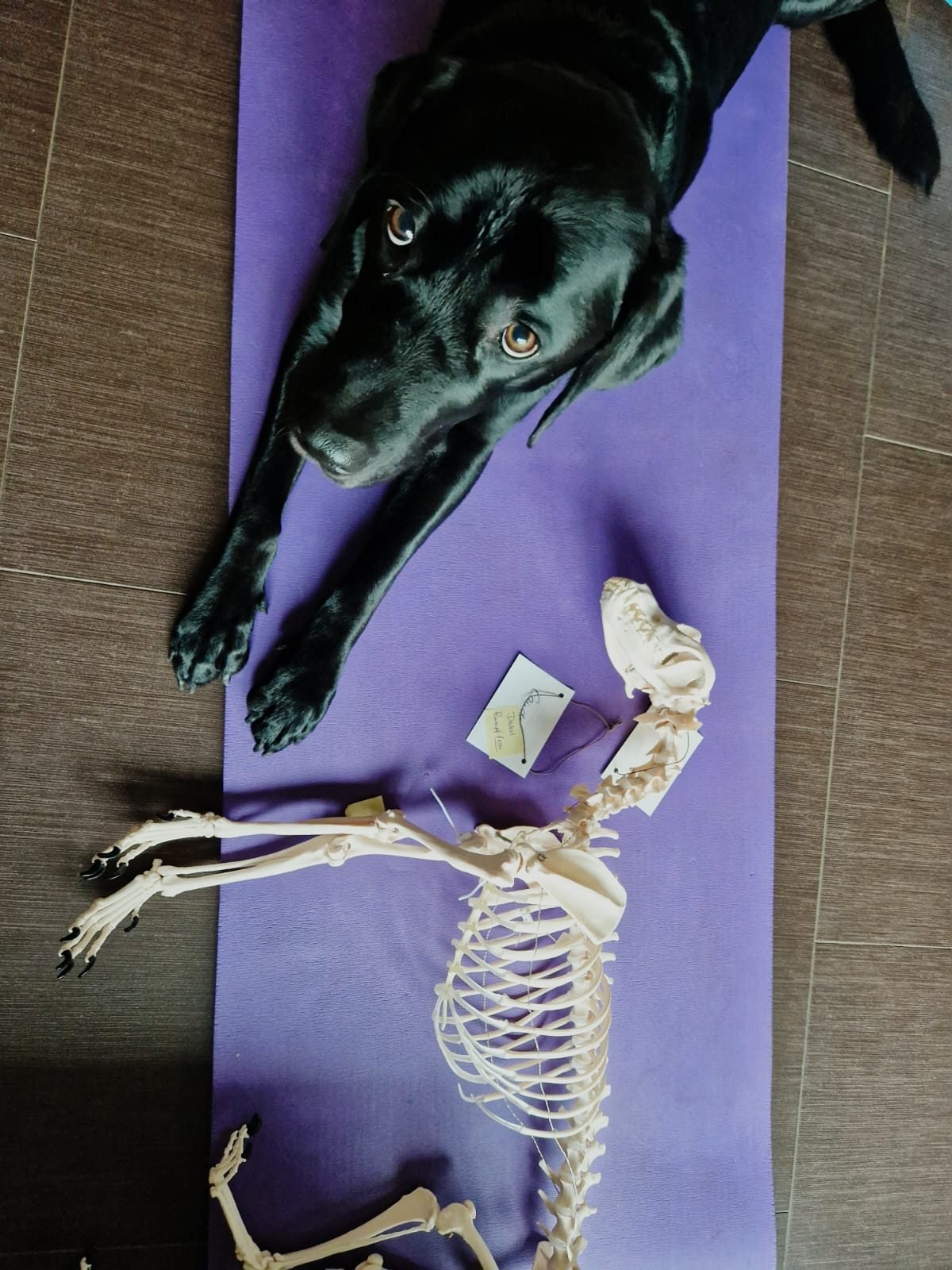 Hund liegt entspannt neben einem anatomischen Hundeskelett