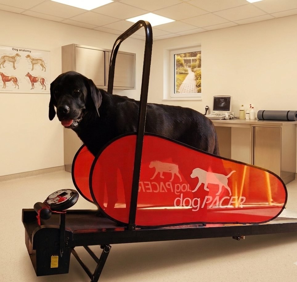 Hund auf dem Therapie-Laufband in hellen Praxisräumen