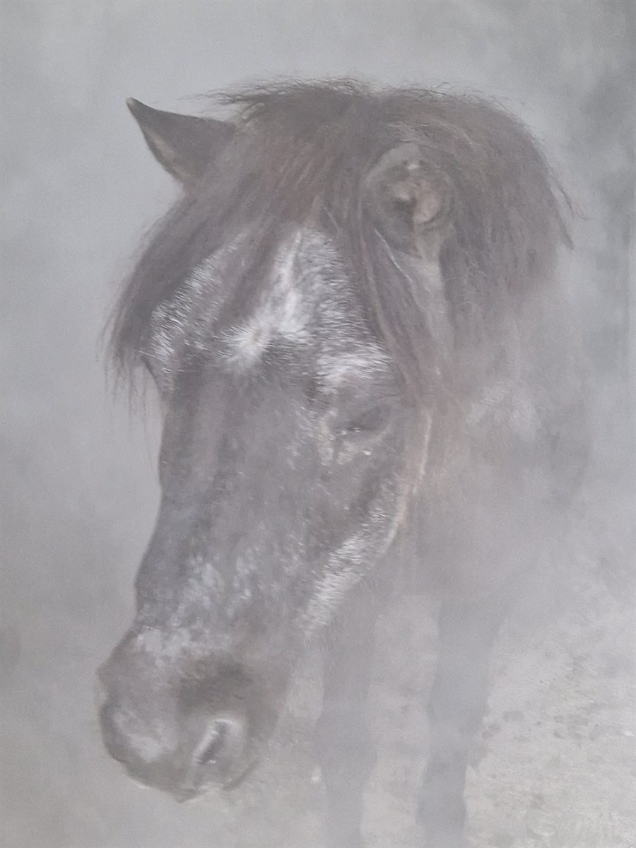 Ponykopf im wohltuenden Sole-Nebel